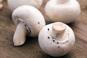 Champignon protéines végétales