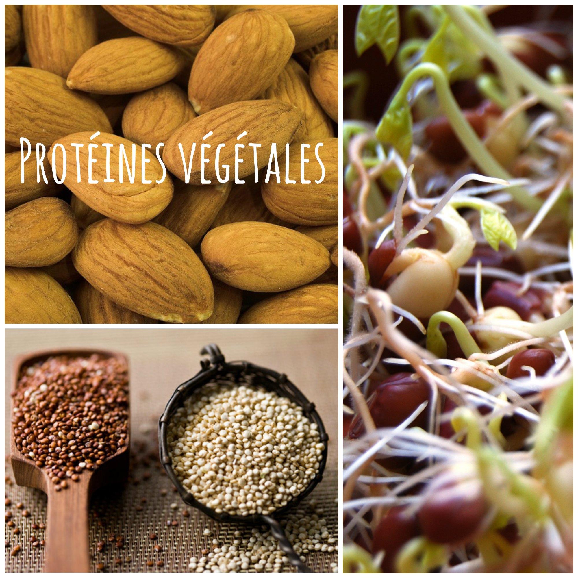 aliment+riche+en+proteine+pauvre+en+graisse