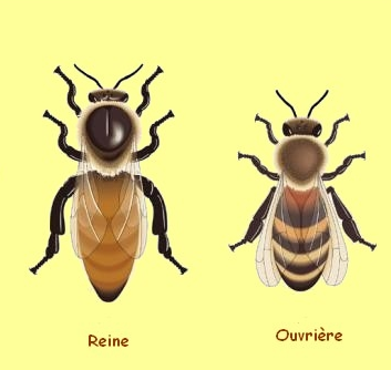épigénétique abeilles
