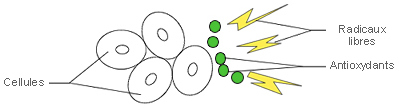 antioxydants radicaux libres par-balle