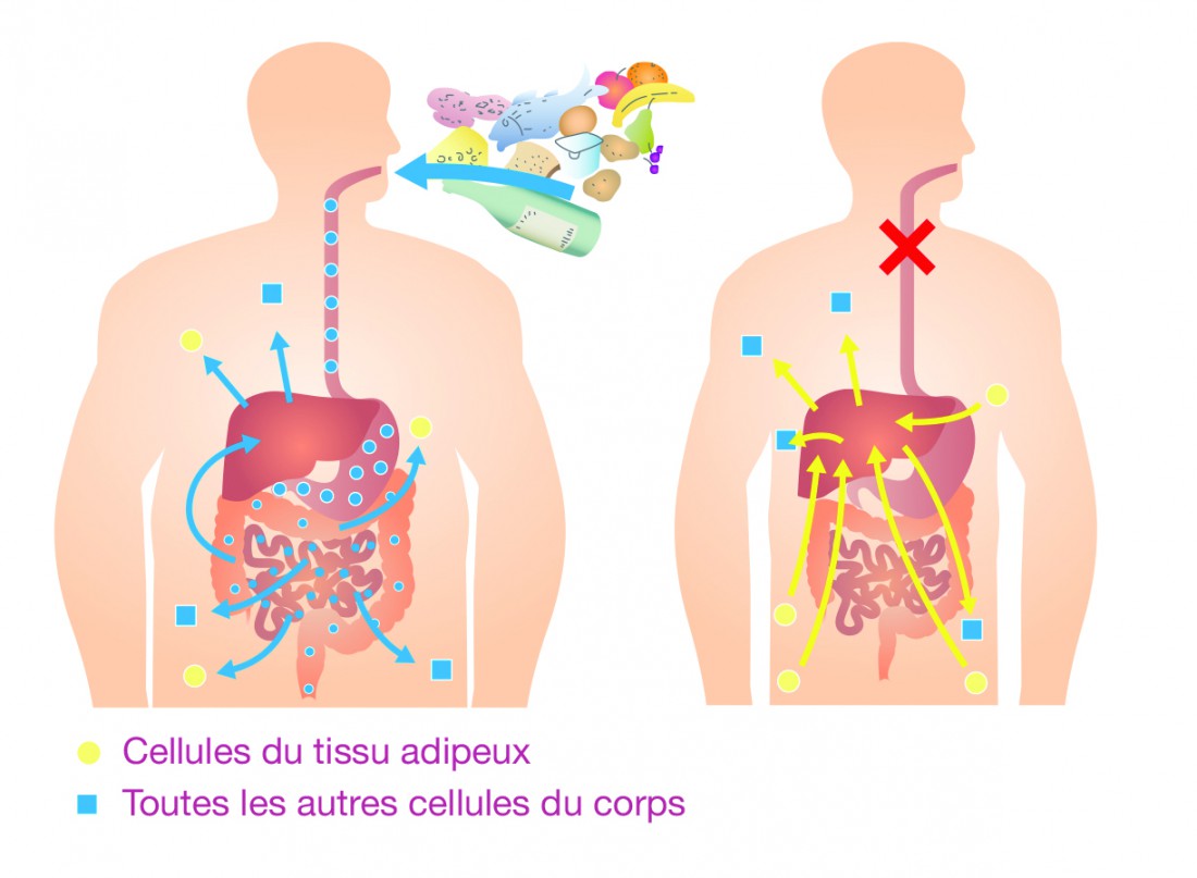 jeÃ»ne intermittent perte de poids