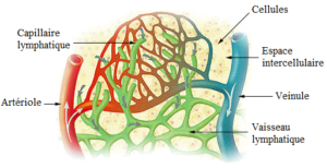 Le système lymphatique