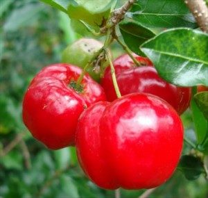 5-acerola