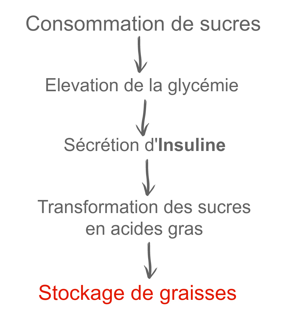 cycle du sucre insuline prise de poids