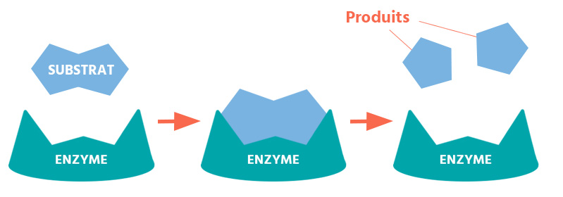 enzyme destruction cuisson